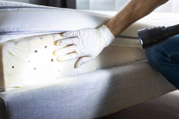 Best Pest Removal Services  in Myrtle Point, OR