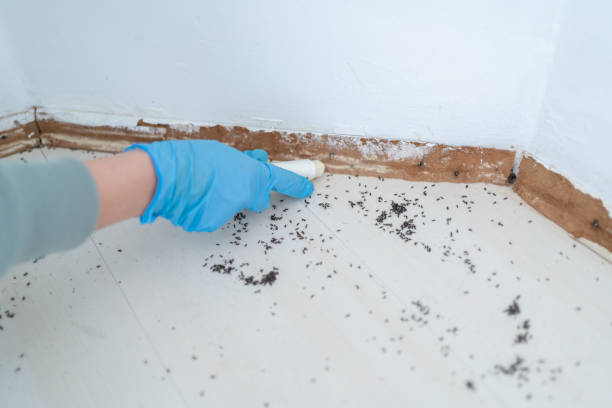 Best Mosquito Control Services  in Myrtle Point, OR